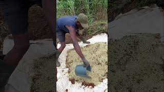 Day 6 (Brachiaria Grass Planting Project)