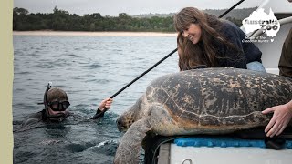 Robert releases Maggie the turtle into the wild | Irwin Family Adventures