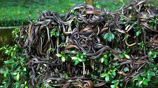 পৃথিবীর একমাত্র সাপের দ্বীপ | Snake Island In Brazil \