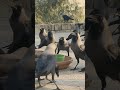 朝、乗組員の餌やり 怒りと音 鳥と動物の音 鳥の鳴き声 カラス 乗組員 鳥 鳥の音 カラス音 bz ショートパンツ バイラル