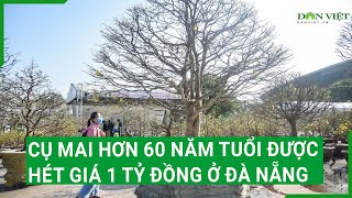 Cụ mai hơn 60 năm tuổi được hét giá 1 tỷ đồng ở Đà Nẵng