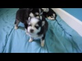 pomsky puppies playing