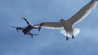 GOELAND Contre DRONE / GULL versus DRONE