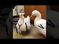 DUCKtor and Special Kind of Patient