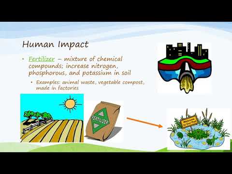 How do humans impact the nitrogen cycle in a positive way?