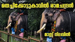 എന്താ വരവ്....😮😮| മാസ്സ് നിലവിൽ തെച്ചിക്കോട്ടുകാവ് രാമചന്ദ്രൻ| Thechikkottukaavu Ramachandran 2022