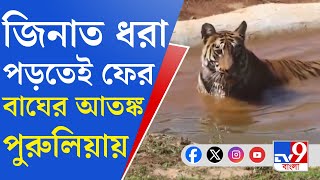 Tiger Terror, Purulia: পুরুলিয়া সীমান্তে ফের বাঘের আনাগোনা? আতঙ্কে এলাকাবাসী