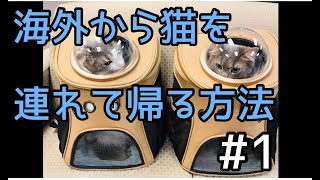 海外から猫を連れて帰る方法(輸入)