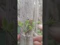 most unique and effective type grafting. satisfying graft fruittreegrafting nature grafting