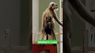 Mother's Love #Monkey #shorts #viral #shortvideo