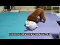 토이푸들코코 누명 씌어 흰둥이 패기 toypoodle puppy was framed by a doll and beat it.