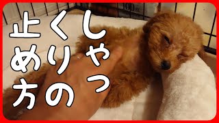 しゃっくりで苦しんでる子犬を優しくマッサージしてあげた【トイプードルのくるみ君】