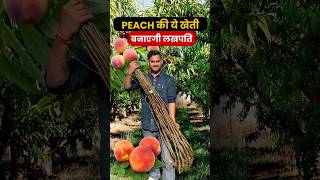 Peach Farming आड़ू की खेती से कमाओ लाखो मात्र 3 साल में देने लगेगा फल