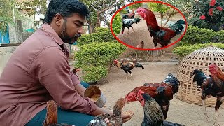 గంపలో నుంచి chicks బయటికి వచ్చేస్తున్నాయి || పాపం రెండు నెమళ్ళు