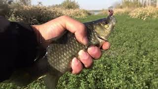 河道長滿水草，小伙掏了2個草洞，打窩30分鐘以後開釣，鯽魚連桿