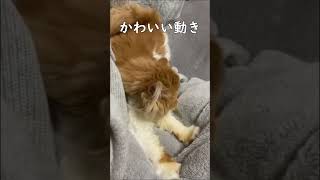 子猫のふみふみ　#shorts #ふみふみ #猫 #かわいい