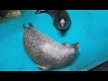 【茨城観光】アクアワールド茨城県大洗水族館