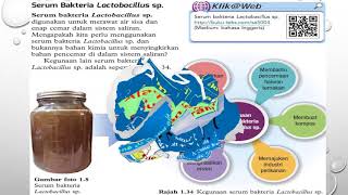 Ekoenzim dan Serum Bakteria lactobacillus sp