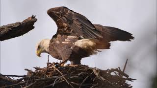 1430 Connection / Maryland Bird Conservation Partnership (Chris Eberly) / April 27, 2018