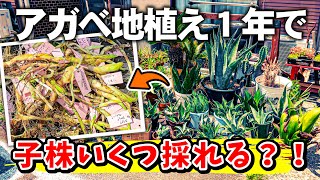 【ドライガーデン】 アガベを地植えして1年で全部引っこ抜いたら子株はいくつ出るの？？ No.073