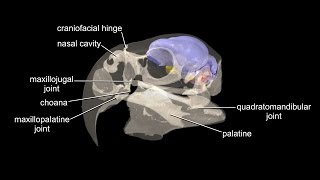 Visible Interactive Parrot - macaw skull with brain endocast, inner ears, etc.