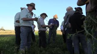 Messina: an annual legume for salt-lands