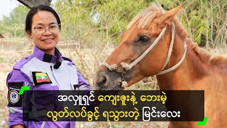 အလှူရှင် ကျေးဇူးနဲ့ ဘေးမဲ့ လွတ်လပ်ခွင့် ရသွားတဲ့ မြင်းလေး