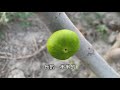 fig 新疆早黃無花果4