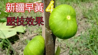 FIG 新疆早黃無花果4