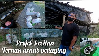 Perkembangan ternak arnab pedaging new Zealand white...