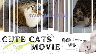 【猫動画】厳選にゃんこ動画ですニャ〜にゃんともパレード〜#猫動画#猫#416