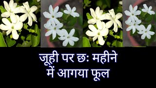 690:- Juhi Flowering / जूही के फूल / Juhi Flowers / Jasmine Flowers / Jasminum Auriculatum Flowers