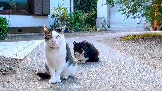 神社にいた猫を撫でるとゴロンゴロン転がってカワイイ