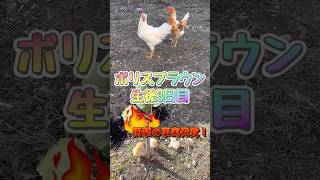 【生後3日目】ボリスブラウンのひよこ！衝撃の事実発覚…まさかの… #癒し #食糧危機 #養鶏 #にわとり #動物