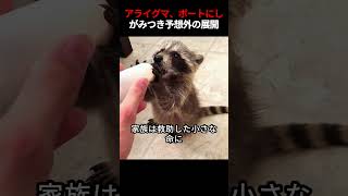 その困った様子のアライグマが家族のボートにしがみついた後、予想外の展開が