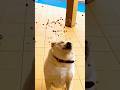 Labrador who can’t catch food😂😂#cute #funny #shortvideo #dog #pets