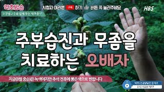 무좀과 주부습진을 치료하는 오배자의 놀라운 효능[약초방송]