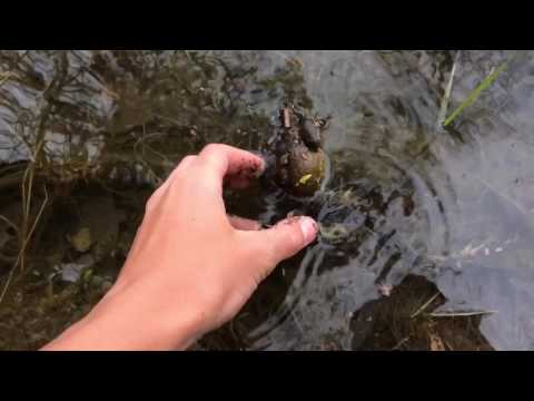 Catching FROGS on fishing poles!!! Catching FROGS on fishing poles!!!