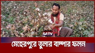 মেহেরপুরে তুলার বাম্পার ফলন | Cotton Cultivation | SATV NEWS