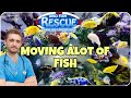 MOVING MORE MONSTER FISH at OHIO FISH RESCUE