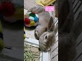 【いろんな表情を見せるうさぎのちょこ作氏】 cute animals rabbit うさぎのちょこ作