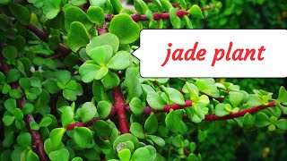 Lucky jade plant care with haimashree in Bengali