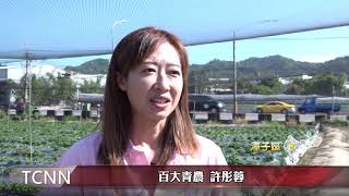 大台中新聞 科技新貴返鄉種草莓 獲選百大青農