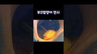 부끄럼쟁이 물고기 안시 A shy fish, Ancistrus #shorts