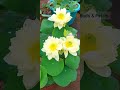 lotus id yellow peony യെല്ലോ പിയോണി.