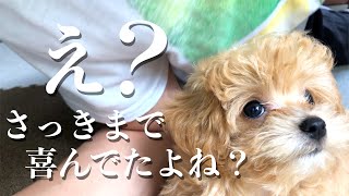 【ツンデレ】テンション爆上がりかと思ったら急に塩対応になる子犬がこちらです。【マルプー/Maltipoo COCO】