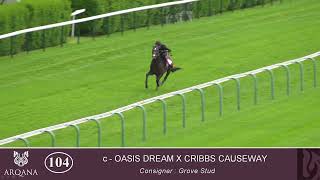 2023 Breeze Up - Lot 104 c. OASIS DREAM x CRIBBS CAUSEWAY