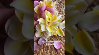 How to make a Plumeria hair piece. Flight Attendants How-to..