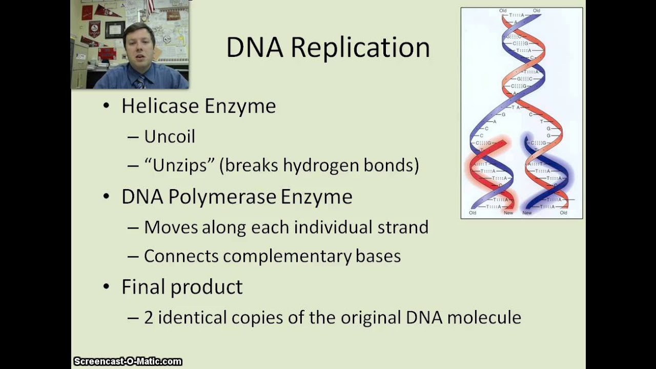 DNA Replication (Basic) - YouTube