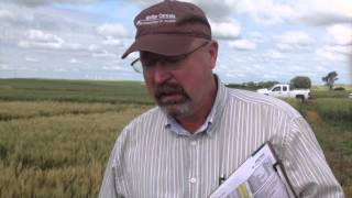 How Deep to Plant Winter Wheat